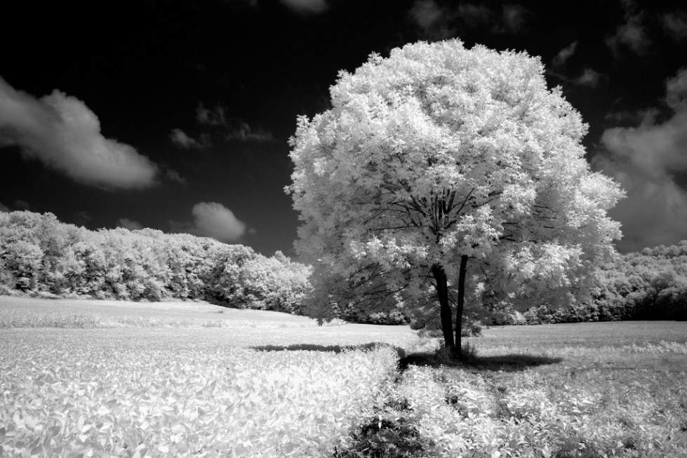 Infrared Tree (Western PA)